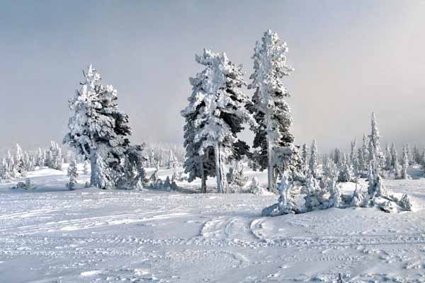 снег в Шерегеше